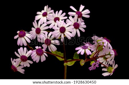 Flora of Gran Canaria - magenta flowers of Pericallis webbii, endemic to the island isolated on  black background
