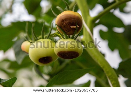 Still green, unripe, young tomato fruits affected by blossom end rot. This physiological disorder in tomato, caused by calcium deficiency, looks like watering and rotting spot forming under the fruit. Royalty-Free Stock Photo #1928637785