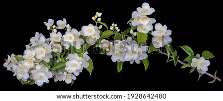 Jasmine branch with blooming white flowers isolated on a black background. Royalty-Free Stock Photo #1928642480