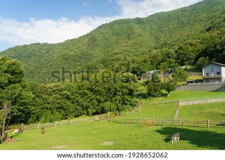 Panoramic view of the Valtellina valley, Sondrio province, Lombardy, Italy, from Ardenno. Llamas and donkeys