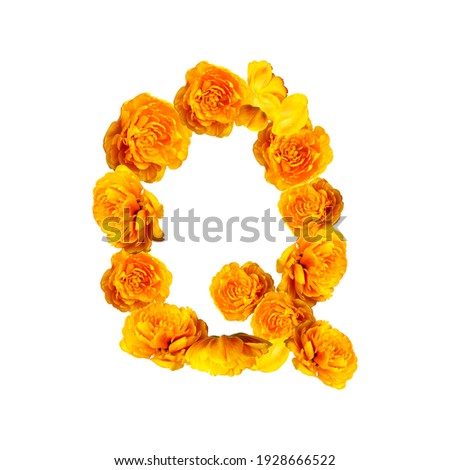 Letter Q of English alphabet made from yellow tulips. Alphabet from flowers isolated on white background, yellow fresh tulips. Letters from natural materials, spring, bloom, floral composition, layout