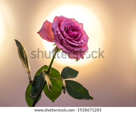 One Pink rose still life photography