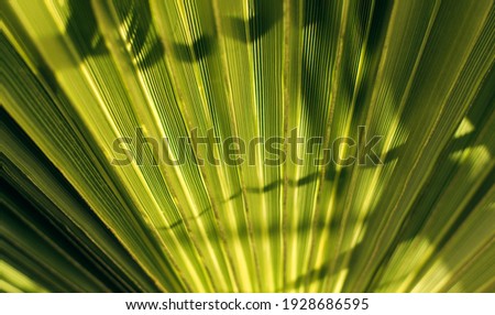 Green palm tree close up background -  leaf corrugation wallpaper