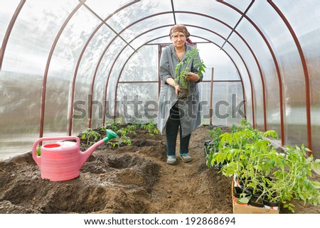 woman holding a tomato seedlings into the ground Greenhouses