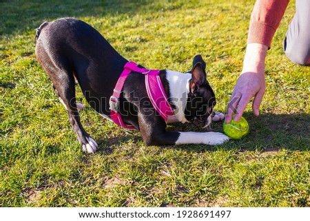 Boston Terrier puppy wearing a pink harness in a playful bow, looking intently, focused on a ball at her front paws being held by a man