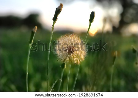 Up close picture of a Texas Dandelion flower.