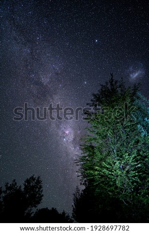 starry landscape amidst the immensity of a forest