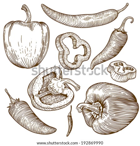 engraving vector illustration of many peppers on white background