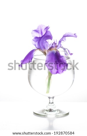Beautiful iris flower  in glass. Floral wallpaper