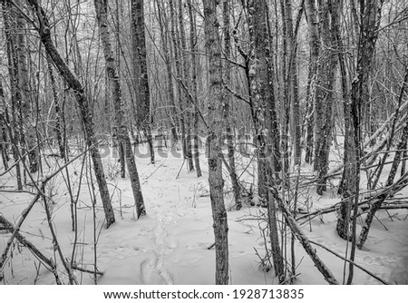 This is a picture of a a natural path in the snowy wood made by wild animals like rabbits, squirrels and Fox.It was taken near Prince Geroge BC Canada on February 1 2021