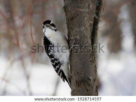 This is a picture of a Downy woodpceker. It was taken in the winter in a park near Prince George BC Canada.