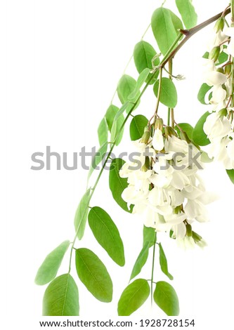 Branch of blooming white acacia (robinia) or wisteria on a white background. Decoration of the garden area. Flowers are a source of nectar for fragrant honey. Vertical photo