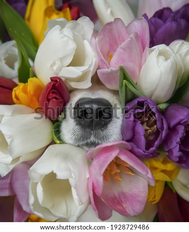 Dog's nose peeks out from colorful tulips bouquet. Funny spring greeting card. Royalty-Free Stock Photo #1928729486