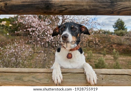 dog posing leaning on a fence and a stick in his mouth