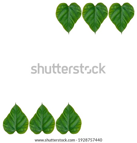 Creative concept heart shape leaf isolated on white background with a copy space. Flat lay.