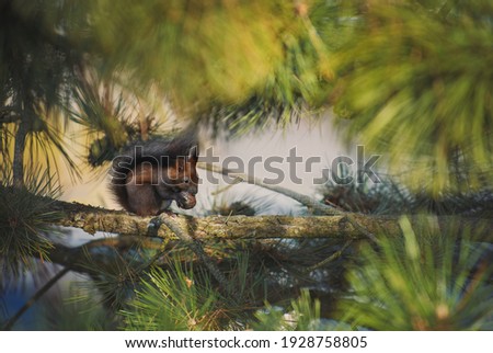 Black form of a common squirrel on a pine branch eating a pine cone.