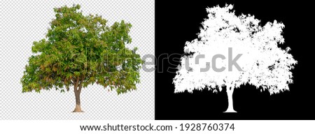 Mango tree on transparent background with clippings path and alpha channel 