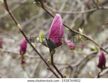 blooming magnolias in the city garden