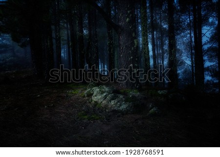 A forest in Gran Canaria, Spain with tall trees during nighttime