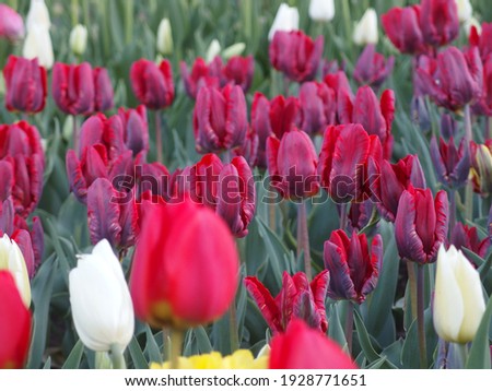 colorful tulips in the city garden