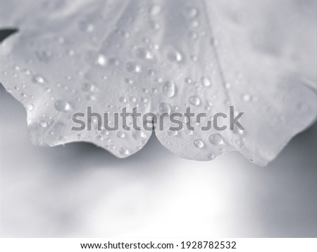 flower petals in black and white blurred background ,soft selective focus ,macro and old vintage style photo water drops ,abstract background ,gray colour for letter ,blurred concept ,free space