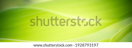 Abstract background nature view of green leaf with copy space using as background natural green plants landscape, ecology, fresh wallpaper concept.