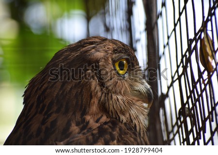 Side view of a brown owls face 