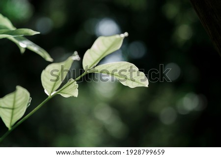 Beautiful view of green leaves and refreshing atmosphere with sunlight. Blurred leaf background with natural bokeh light. foliage of tropical tree in summer. Photo for graphic design, ecology content