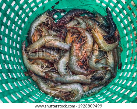 Close up fresh prawn catches from sea on a green bucket