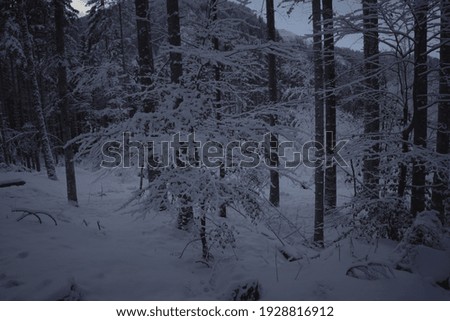forest covered by snow in the winter season