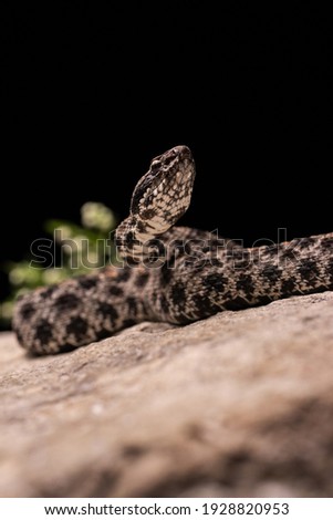 Dusky Pygmy Rattlesnake on Rock Close-up Scales