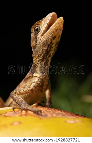 Baby Basilisk on Coconut Mouth Open Close-up
