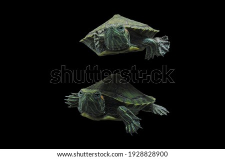 turtle, turtle on black background,