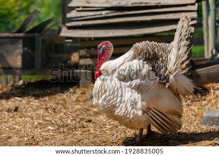 Free-Range Turkey on a Farm - Concept Picture for Thanksgiving