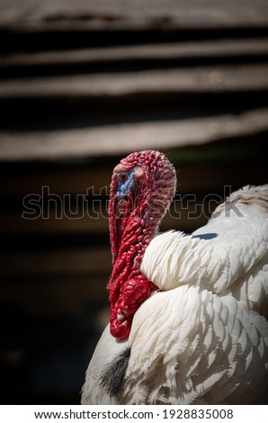 Close-up Portrait of a Turkey - Concept Picture for Thanksgiving