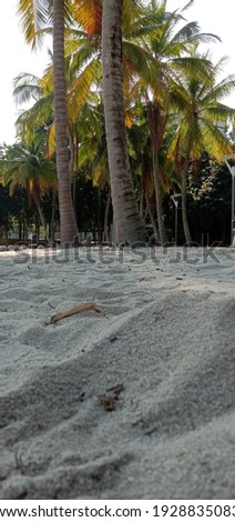 tropical palm coconut trees at a sandy beach