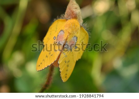 Yellow moths on branches and green blurred background.