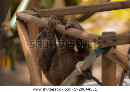 Three toed, baby sloths, Costa Rica 