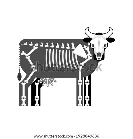 Cow skeleton isolated. Farm animal bones. Bull anatomy. vector illustration