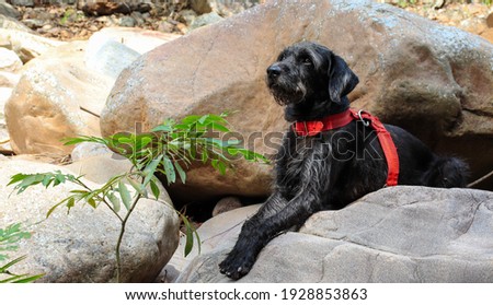 A closeup shot of a German wirehaired pointer dog lying on the rocks