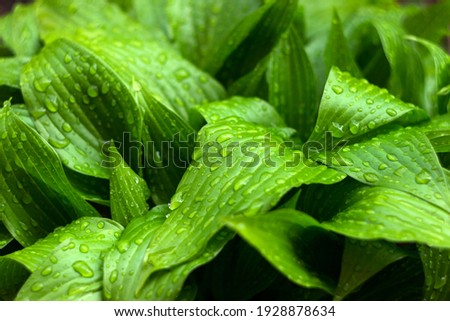 Hosta leaves in drops from rain. Rustic plant, green fresh background
