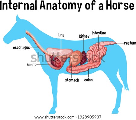 Internal Anatomy of a Horse with label illustration