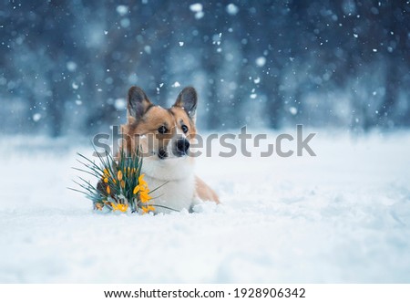 portrait of a cute corgi dog lying in the snow in the park next to a blooming yellow snowdrop in early spring