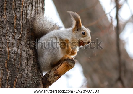 Closeup of an Eurasian red squirrel Sciurus vulgaris in a gray winter coat sitting on a tree branch with acorn in its mouth