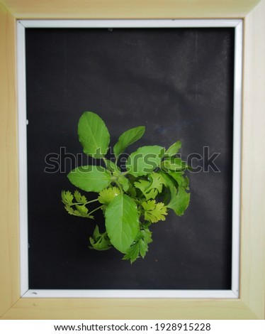 The tree in the picture frame  represents everyone should protect the earth's environment, ecology concept.