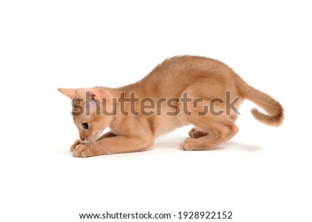 Abyssinian ginger cat sits on a white background