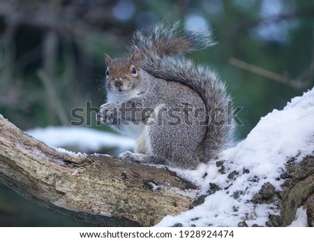 A selective focus of a gray squirrel on a snow-covered tree