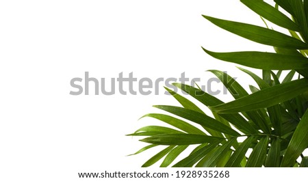 Tropical Palm Leaves isolated on White Background. Copy space.                               Royalty-Free Stock Photo #1928935268