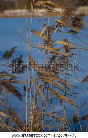 Pampas grass on the lake, reed layer seeds. reeds on the lake against the blue snow on a sunny winter day. Abstract natural background. Beautiful pattern with neutral colors. Selective focus