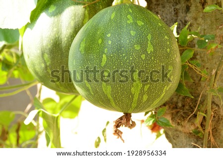 A closeup of a green ripe gourd in the garden
